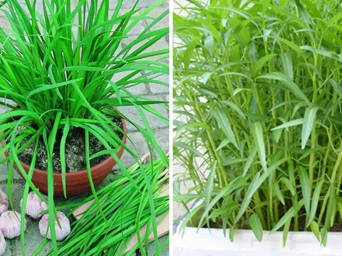 5 loại rau cắm xuống đất là sống: Trồng một lần ăn quanh năm, không cần chăm vẫn tươi tốt