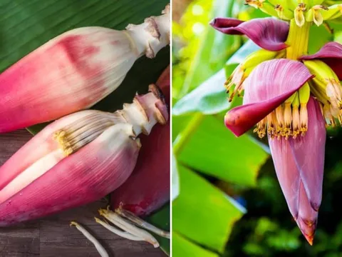 Hoa chuối - món ăn dân dã mang lại 8 lợi ích tuyệt vời cho sức khỏe
