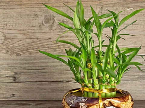 Trong nhà có cây trúc phát tài sẽ đem lại nhiều tài lộc, may mắn và bình an
