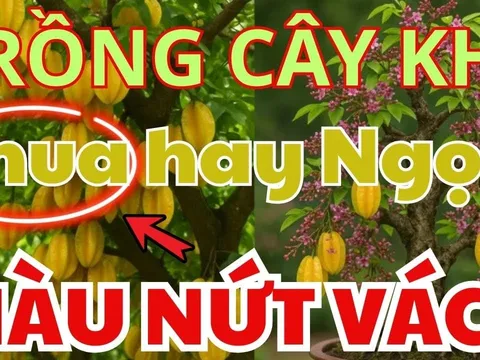 Trước cửa nên trồng cây khế Chua hay Ngọt thì tốt hơn? Hóa ra nhiều người làm sai