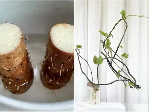 3 loại củ trong bếp trồng thành cây cảnh xinh xắn và dễ thương, lại vô cùng dễ trồng