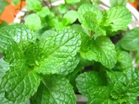 3 loại rau gia vị rẻ tiền được xem như “thuốc giảm đau” tự nhiên