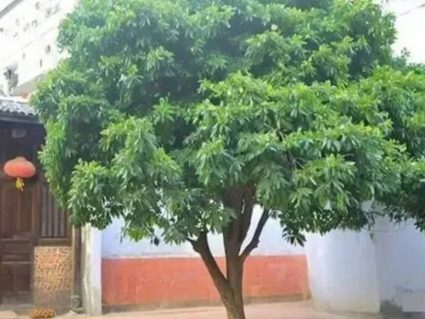 7 điều đại kỵ xuất hiện trước cửa nhà khiến gia chủ xui xẻo, dễ suy vong