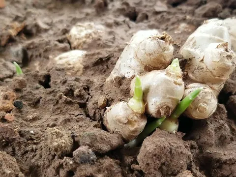 Đừng chủ quan: 5 loại củ và hạt bạn nên vứt ngay nếu thấy dấu hiệu mọc mầm để bảo vệ sức khỏe cả nhà