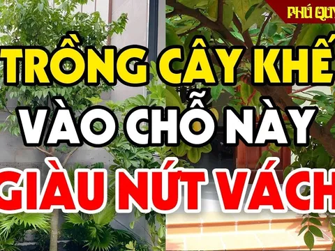 5 lưu ý trồng cây khế gia chủ Thu Tài Hút Lộc, tăng cường sức khỏe mỗi ngày