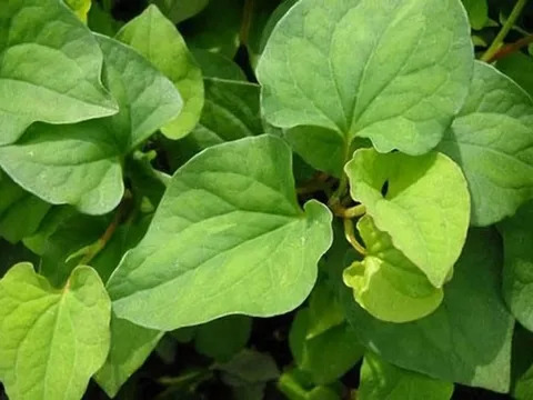 6 loại rau thơm bạn thường ăn hàng ngày giúp sống khỏe và sống thọ hơn