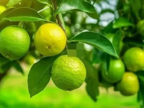 Tổ tiên dạy: Trong nhà có hai cây thì dù không giàu cũng có phước, đó là 2 cây gì?