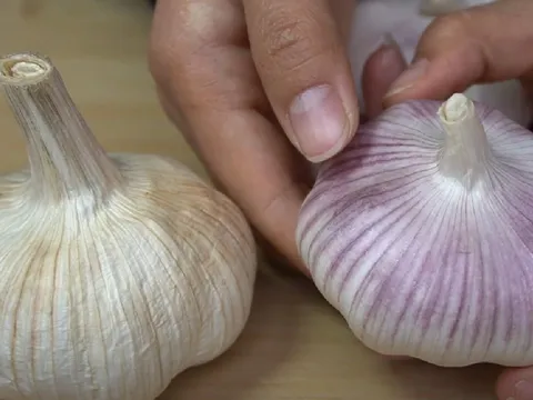 Tỏi vỏ tím hay vỏ trắng ngon hơn, để lâu không bị mọc mầm?