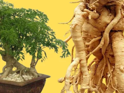 Củ đinh lăng 3, 5, 10 năm tuổi loại nào tốt hơn? Rất nhiều người còn hiểu sai điều này