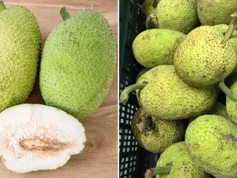 Loại quả nhìn bên ngoài giống mít khiến nhiều người nhầm: Hương vị khác hẳn mít, làm được nhiều món ngon