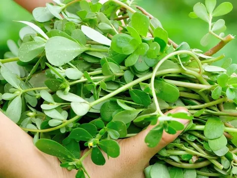 5 loại rau mọc dại nhưng bổ ngang nhân sâm ngàn năm