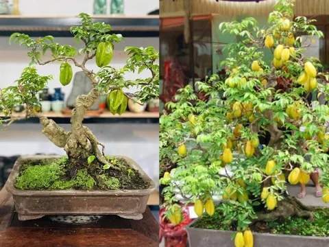 Trồng cây khế phong thủy nên trồng cây khế chua hay ngọt để giàu có tài lộc? Lưu ý phải nhớ trồng khế