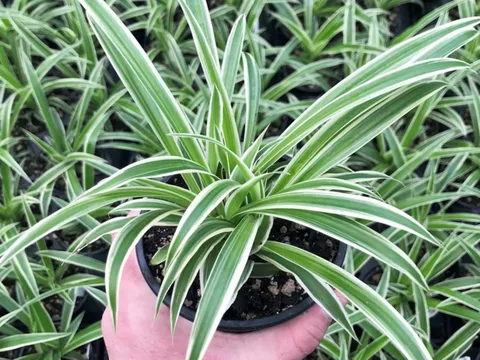 4 cây cảnh phong thuỷ hợp người mệnh Kim bậc nhất, mang đến tài lộc và may mắn