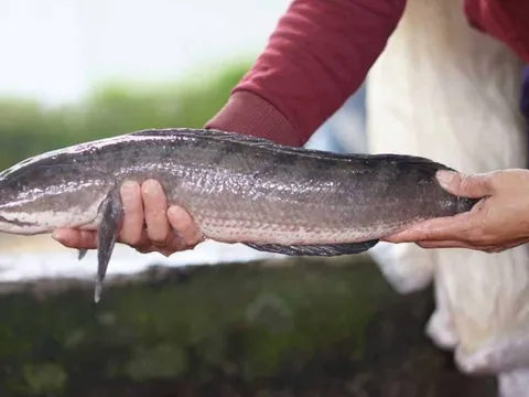4 loại cá bổ hơn cá hồi, nhiều chất bổ mà giá rẻ hơn một nửa