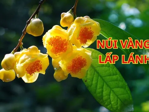 Có nên trồng cây trà hoa vàng trước nhà? Người thuộc 2 mệnh này chú ý để nhặt vàng hốt bạc giàu sang