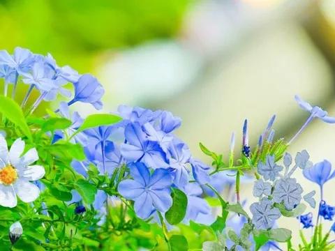 Gợi ý 3 loại cây cảnh hoa màu xanh đẹp lạ, dễ trồng, hoa nở quanh năm