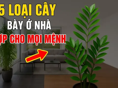 5 loài cây hợp cả Kim -Mộc -Thuỷ -Hoả -Thổ: Trồng vào nhà nào nhà đấy có Lộc ngay