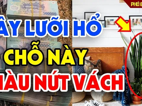 Trồng lưỡi hổ đúng 'Huyệt Vàng' này, gia chủ tha hồ thu lộc: Là chỗ nào?