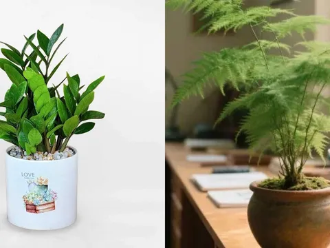 Tuổi Tuất trồng 6 loại cây này, tài lộc kéo đến ầm ầm, tình duyên cũng đỏ như son