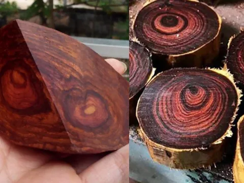Việt Nam có loại gỗ quý như "vàng lộ thiên", cứng như kim cương, khiến giới nhà giàu "mê mệt"