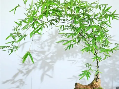 Mùa hè, trồng 5 cây cảnh này trồng nhà, giúp điều hòa không khí, mát lành, sảng khoái và sang trọng