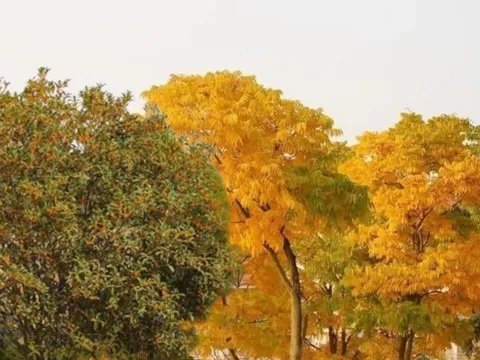 Tổ tiên nói: Trước nhà trồng 3 Cây Cảnh Vàng, Gia đình giàu có, hưng thịnh 3 đời. Là 3 cây gì?