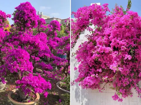 Mùa hè trồng hoa giấy, nhất định phải làm việc này: Trời càng nắng hoa càng nở nhiều