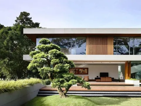 3 cây cảnh này, nhà giàu thường trồng để chiêu tài vượng lộc, gia đình sum vầy vui vẻ, hạnh phúc