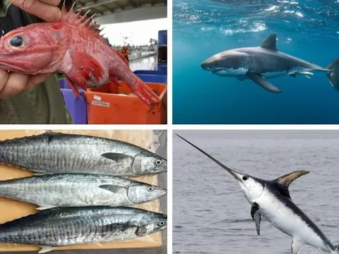 6 loại cá tưởng bổ dưỡng nhưng chứa nhiều thủy ngân: Đặc biệt loại thứ 1 nhiều người thích ăn