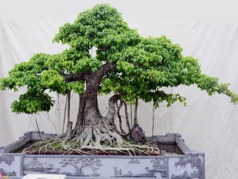 Dùng cây cối làm phong thủy, hãy nhớ 7 nguyên tắc vàng này
