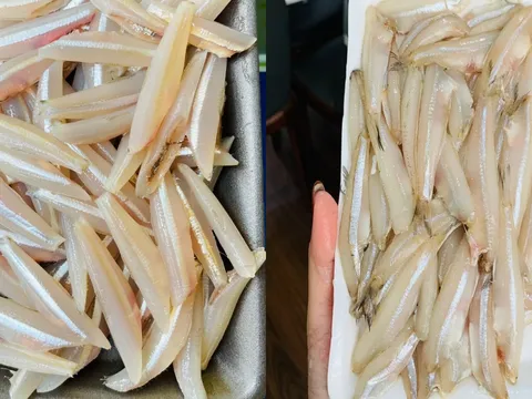 Loại cá thịt chắc ngọt, canxi cao gấp 25 lần cá hồi, giá rẻ lại được đánh bắt tự nhiên