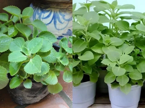 Trồng một lần, ăn cả tháng: Loại rau mọc nhanh như cỏ giúp mẹ đảm tiết kiệm cả chục bữa cơm
