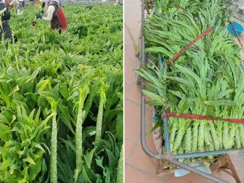 Loại rau phơi khô trông cỏ nhưng xưa là cống phẩm cho vua, nay bán giá cao vẫn được nhiều người săn lùng