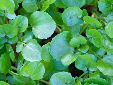 Loại rau siêu thực phẩm chống ung thư, tốt cho tim mạch và xương khớp, bán nhiều ở chợ Việt chỉ 10 nghìn đồng/mớ