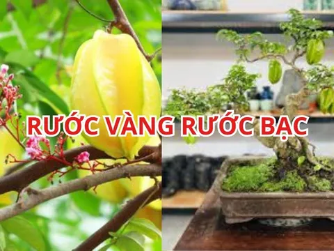 Mẹo trồng cây khế phong thủy sai hoa trĩu quả, rước vàng rước bạc vào nhà