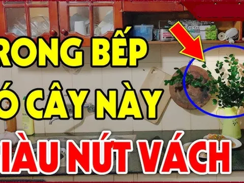 Nhà có 3 loại cây thơm này: Điềm lành sắp tới, đừng dại nhổ đi