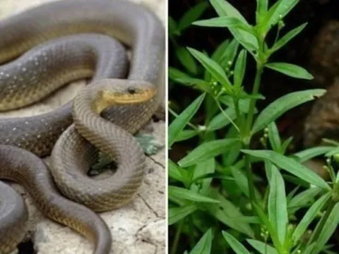 3 loại cây trồng rắn mê nhất: Muốn gia đình bình an, nên dẹp bỏ ngay!