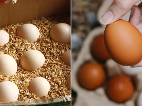 Bảo quản trứng không cần tủ lạnh không khó, làm theo cách này, để cả tháng trứng vẫn tươi ngon