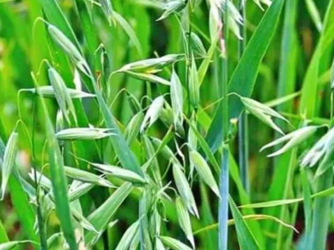Loại cỏ bị coi là vô dụng nay thành đặc sản quý hiếm, giá 5 triệu đồng mỗi kg khiến dân săn lùng