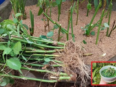Loại rau cứ cắm xuống đất là mọc tua tủa, giàu sắt hơn thịt bò, giá chỉ 5 nghìn/bó