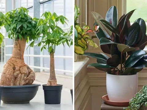 Người xưa dặn: "Trồng 4 loại cây cảnh này trong nhà, không phát tài cũng được hưởng phúc khí", ai cũng nên trồng