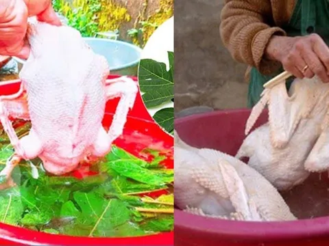 4 Mẹo làm sạch lông vịt, nhổ sạch lông măng, thịt không bị hôi