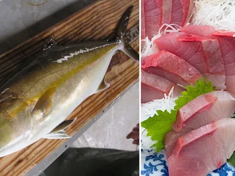 Loài cá ngọt thịt - ít xương - nhiều dinh dưỡng, Việt Nam nhân giống hàng loạt, Nhật Bản bán 1 triệu/kg