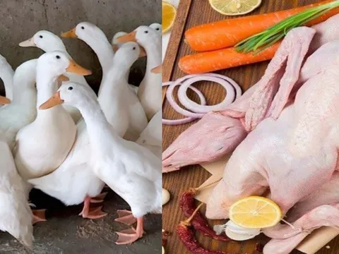 Ra chợ mua thịt vịt, nhớ nhìn điểm này thịt vịt ngon ngọt không hôi, ít mỡ nhiều nạc