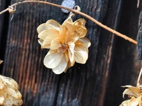 Tổ tiên dặn kỹ: Để 5 thứ này trong nhà, tránh tai họa, bại vong và nợ nần chồng chất