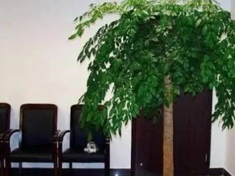 Tổ tiên dạy: 'Trong nhà có hai cây thì dù không giàu cũng có phước', đó là 2 cây gì?