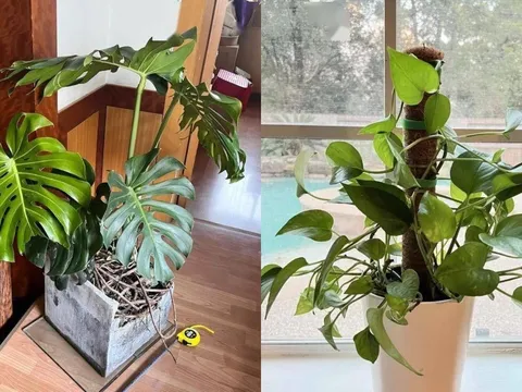 5 loại cây cảnh càng trồng trong nhà càng xui xẻo: Hoa vượng nhưng người không vượng
