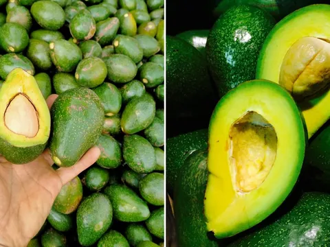 Làm thế nào để chọn được quả bơ ngon, thịt nhiều, hạt nhỏ, không bị đắng?