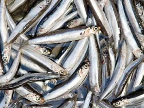 Loại cá dân dã giàu canxi gấp 25 lần cá hồi, giá chỉ 30.000 đồng/kg, thành đặc sản sang trọng