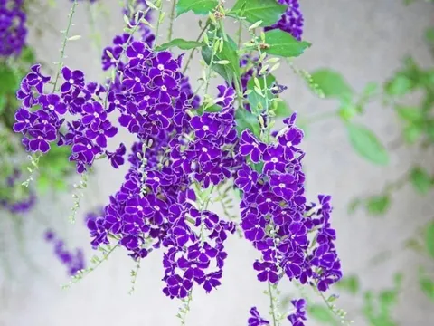 Loài cây có hoa tím tuyệt đẹp, quả tựa sương vàng, hoa nở quanh năm, thu hút may mắn, bảo vệ tài lộc